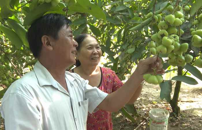 Sóc Trăng: Phát triển cây mận xanh đường (26-03-2024)
